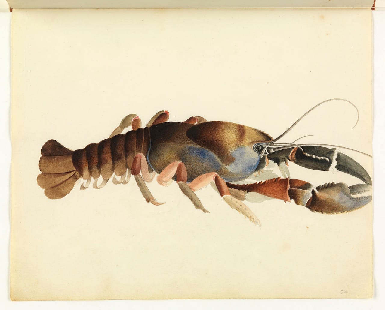 William Buelow Gould, "Fresh water crayfish"