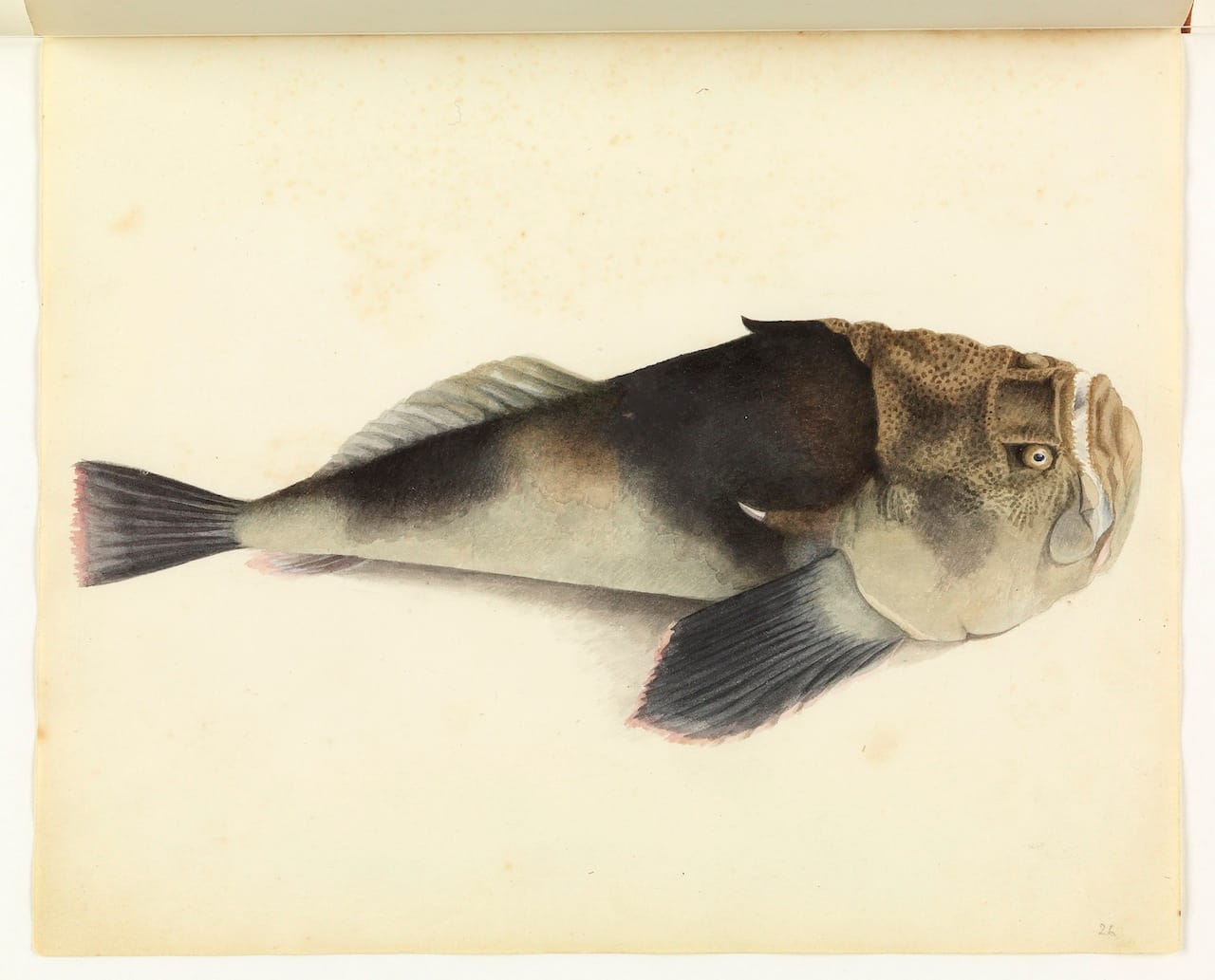 William Buelow Gould, "Stargazer"