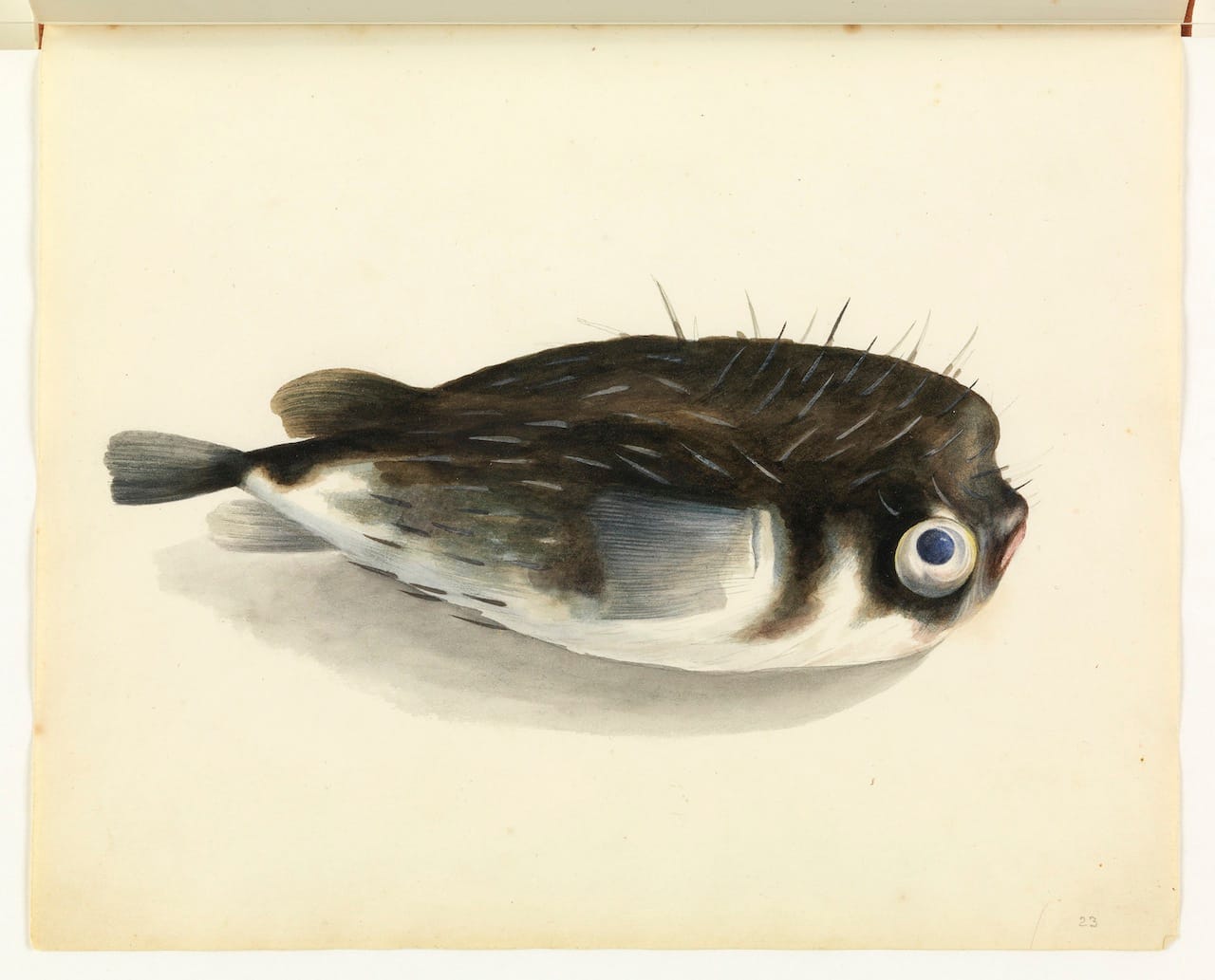 William Buelow Gould, "Porcupine fish"