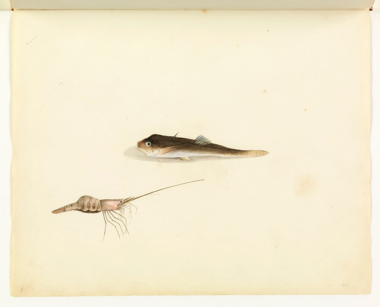 William Buelow Gould, "Shrimp & unidentified fish"
