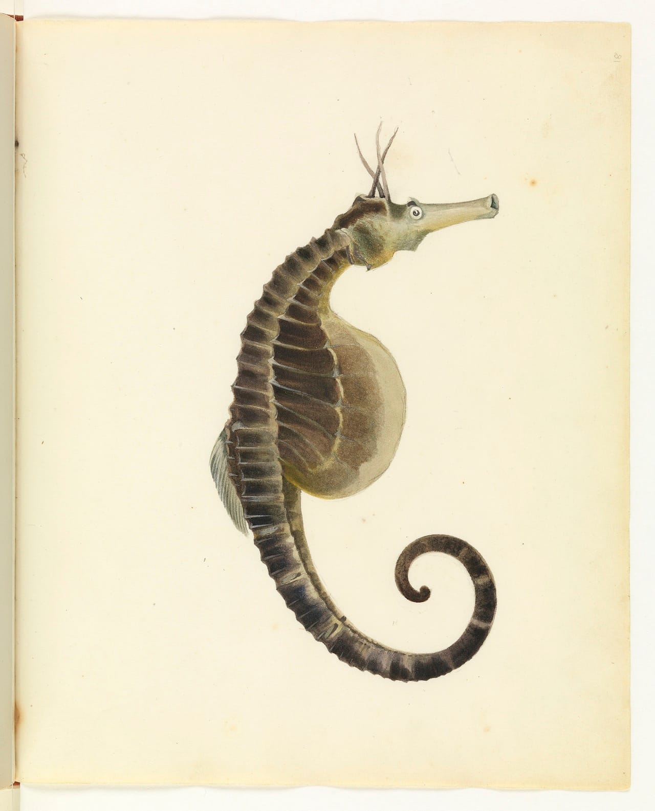 William Buelow Gould, "Sea horse"