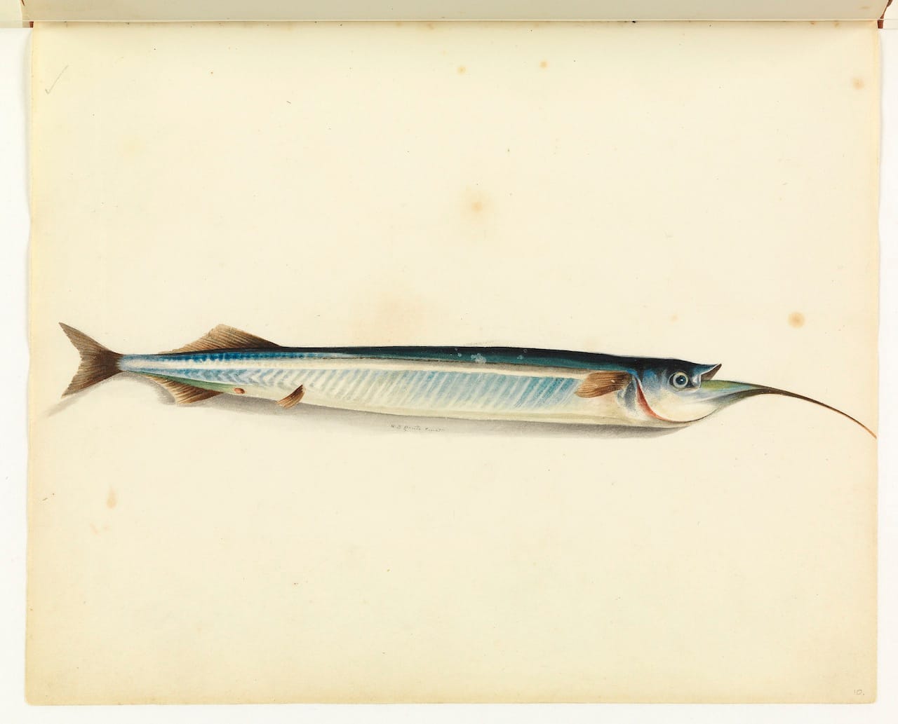 William Buelow Gould, "Garfish"