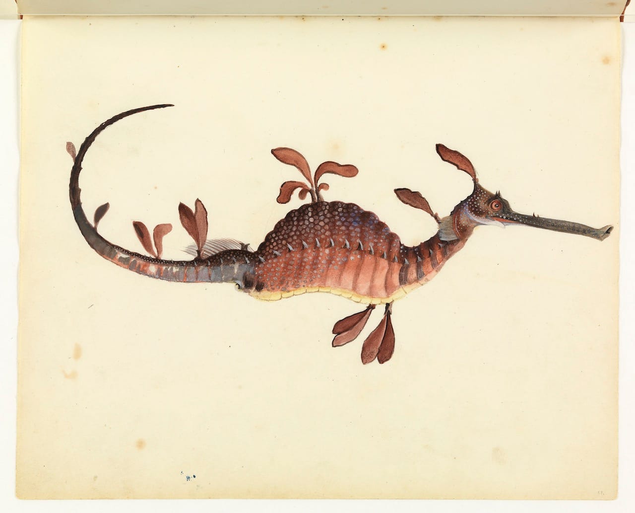 William Buelow Gould, "Leafy sea dragon"