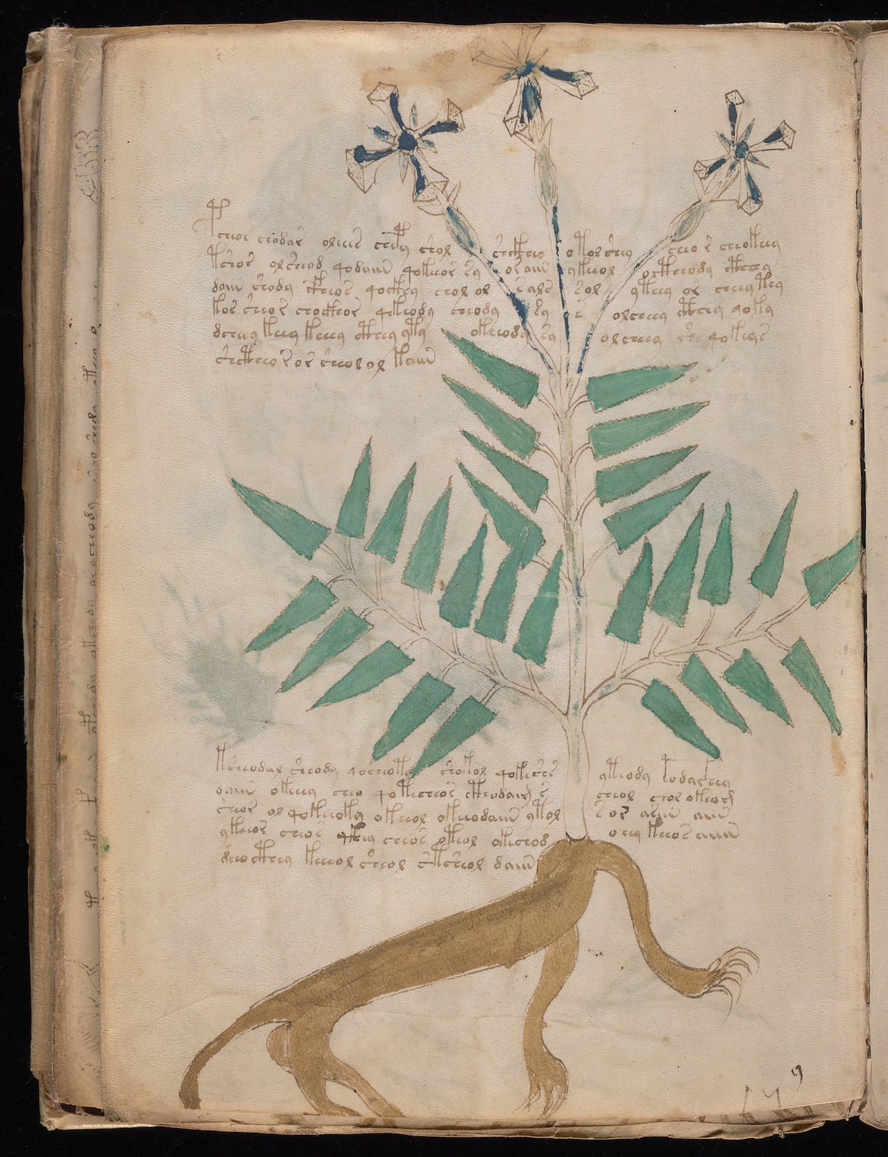 Voynich Manuscript (courtesy Yale University Library)