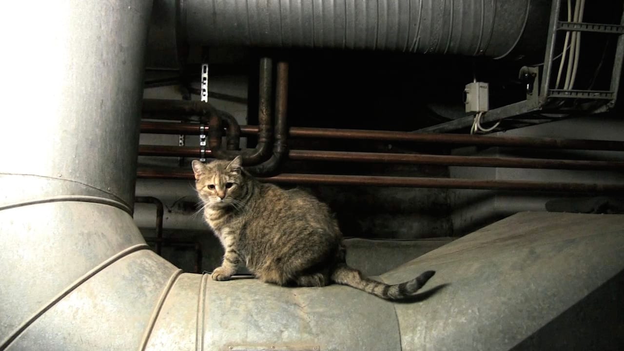 Sill from Anna Jermolaewa, "Untitled (Hermitage Cats)" (2013)