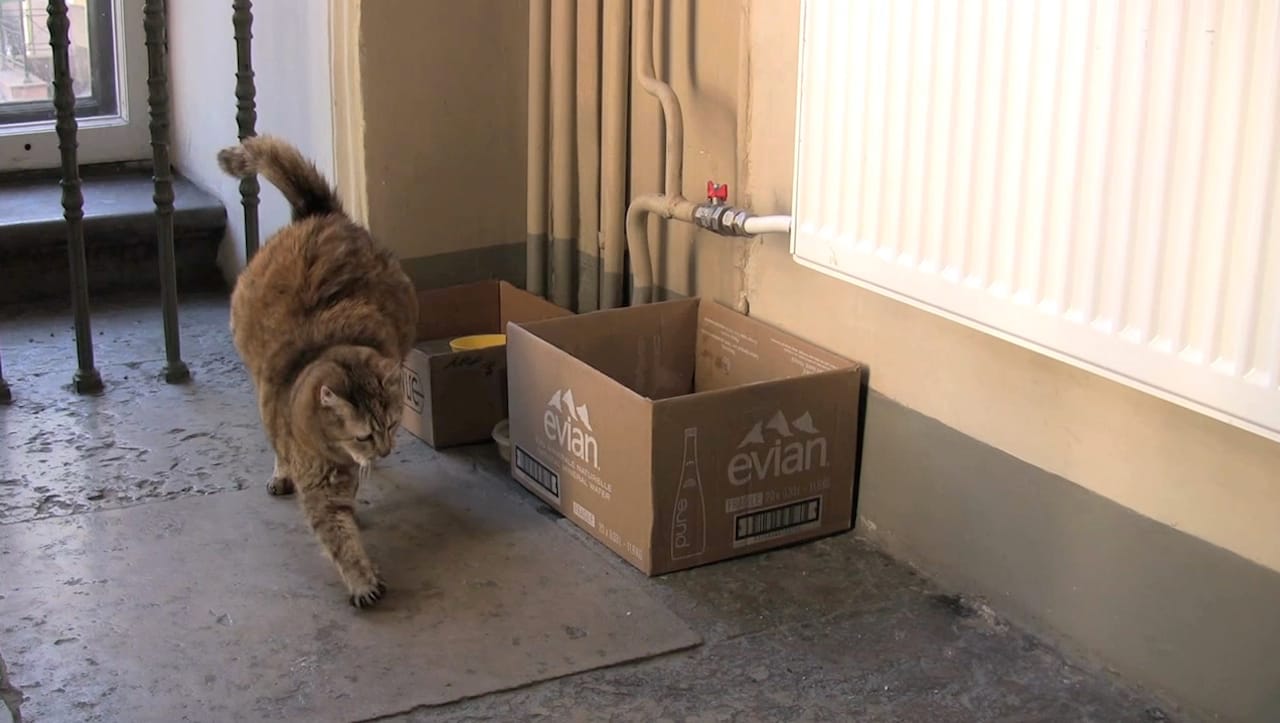 Sill from Anna Jermolaewa, "Untitled (Hermitage Cats)" (2013)