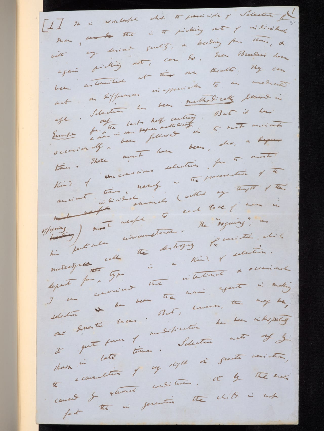 Notes on galapagos mockingbirds from the Beagle Voyage (1835-1836)