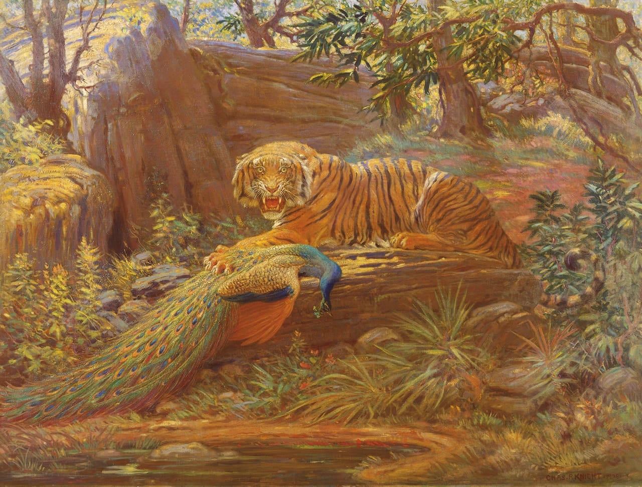 "Bengal Tiger and Peacock," (1928) by Charles R. Knight (Courtesy of Rhoda Knight Kalt) 