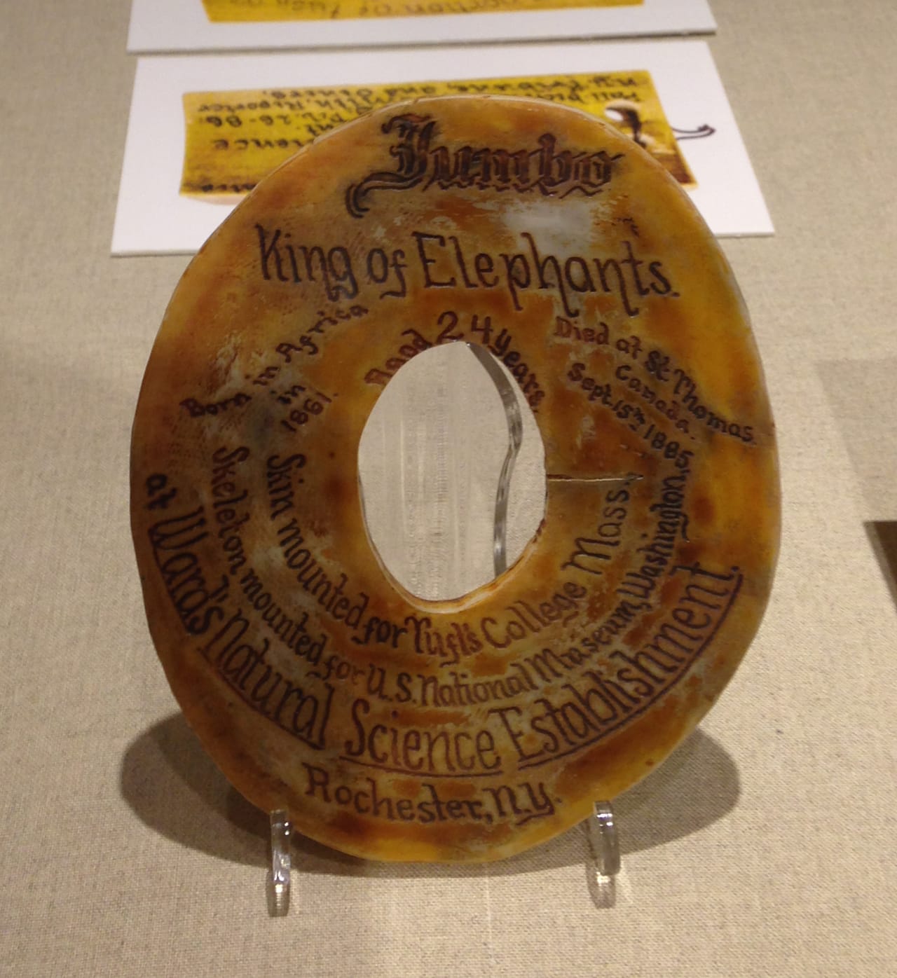 3D-printedreproduction of a decorated cross section of Jumbo’s tusk (1885–86)