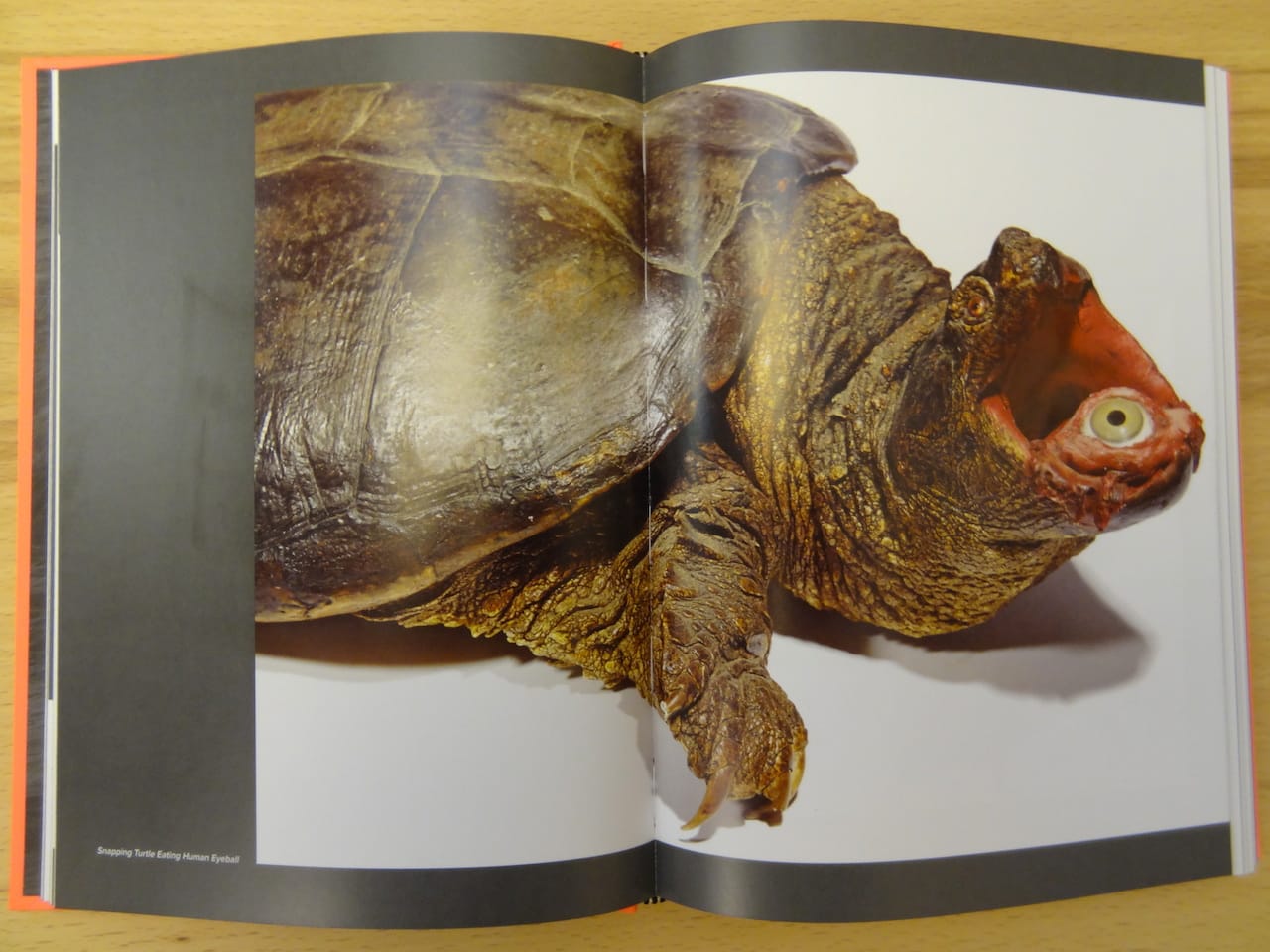 Scott Bibus's "Snapping Turtle Eating Human Eyeball" in 'Taxidermy Art'