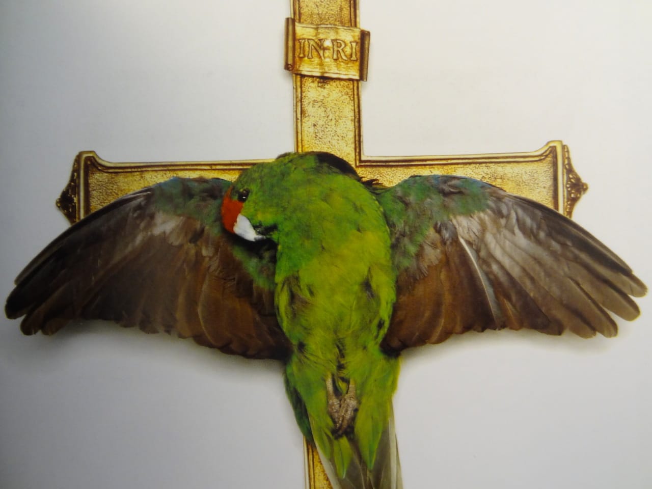 Detail of Julia deVille, "Iesus Nazarenus Rex Iudaeorum" from 'Taxidermy Art'