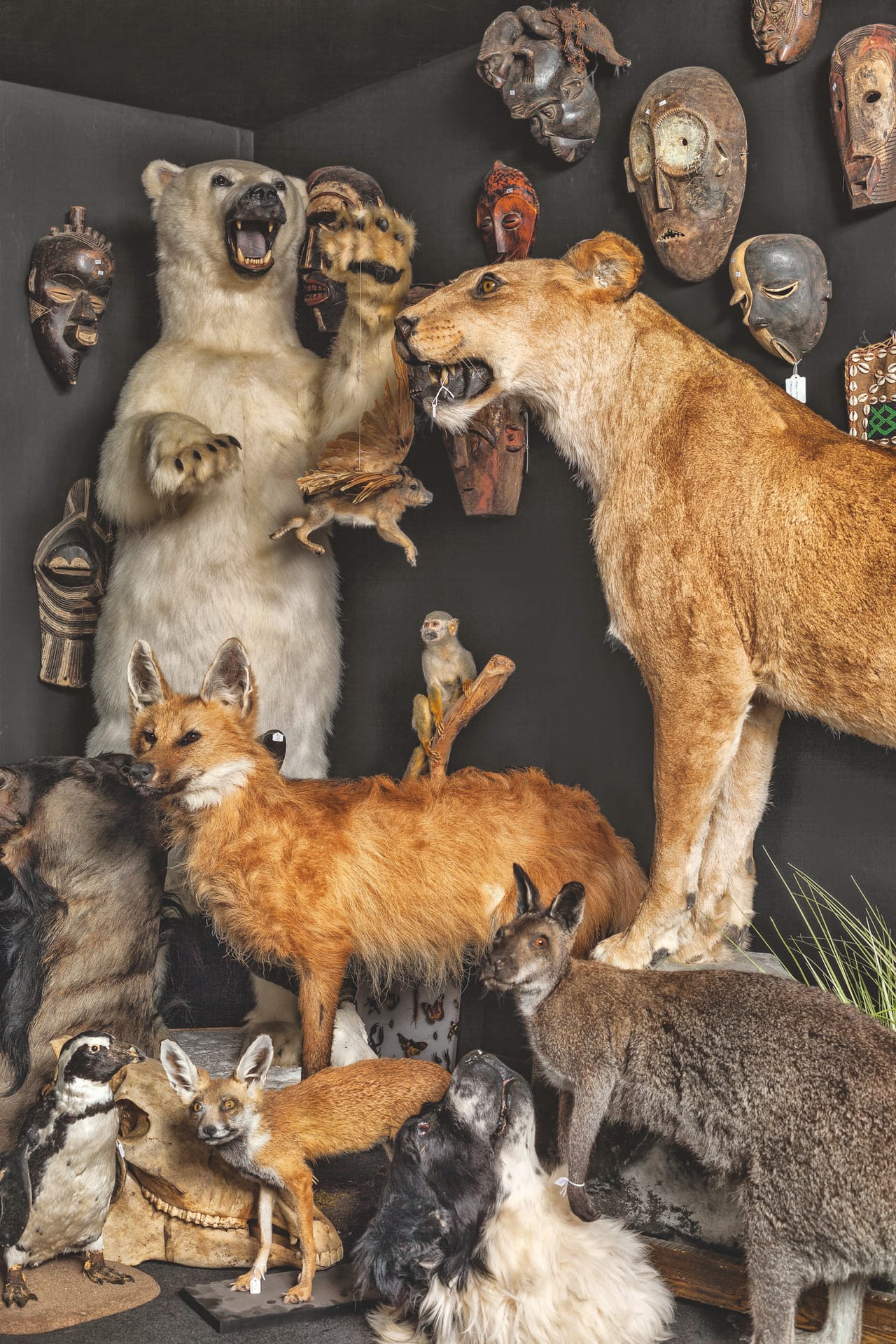 Display of taxidermy (photograph by Oskar Proctor)