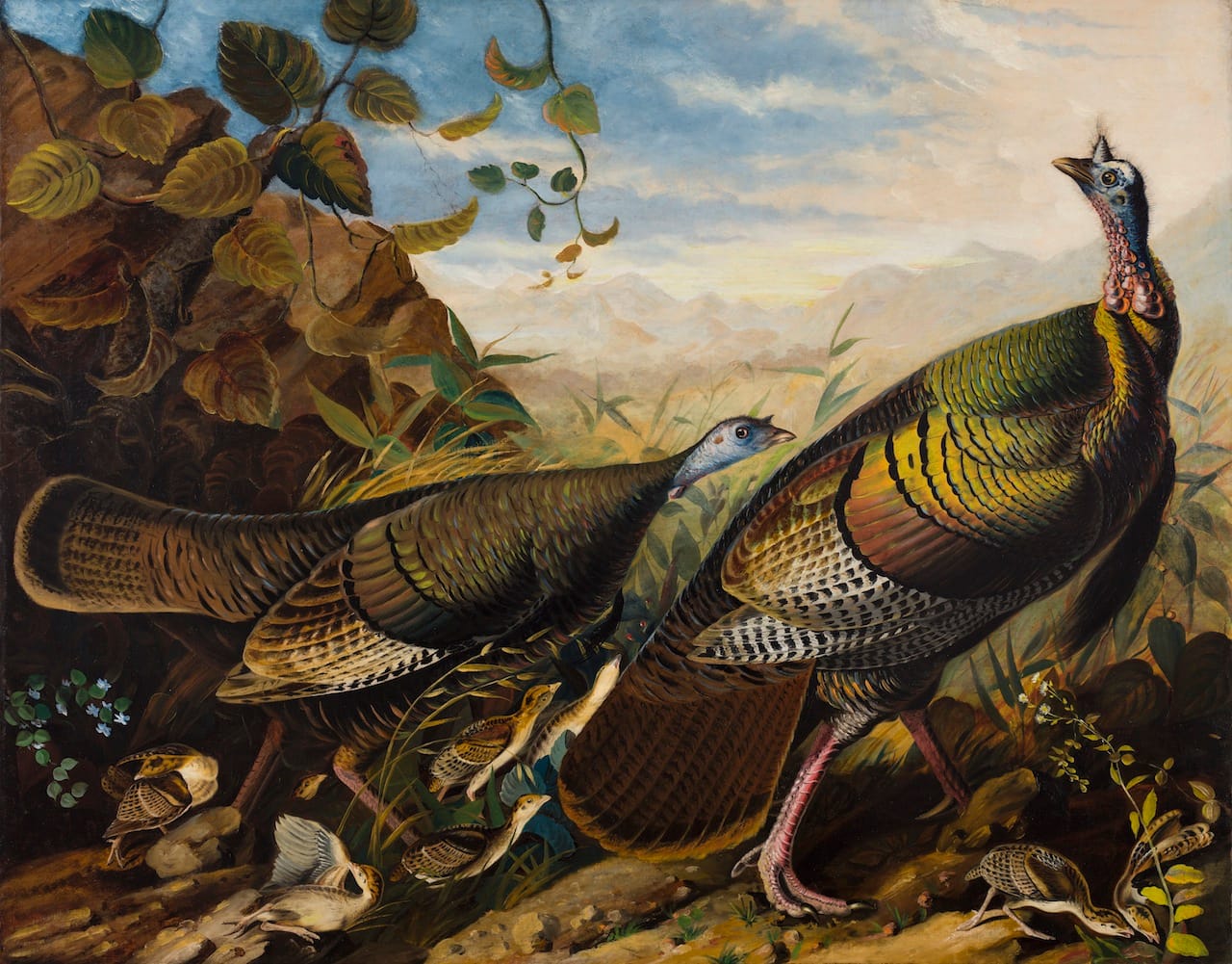 "Wild Turkey Cock, Hen and Young" (1826) by John James Audubon (Image courtesy of Crystal Bridges Museum of Art) 