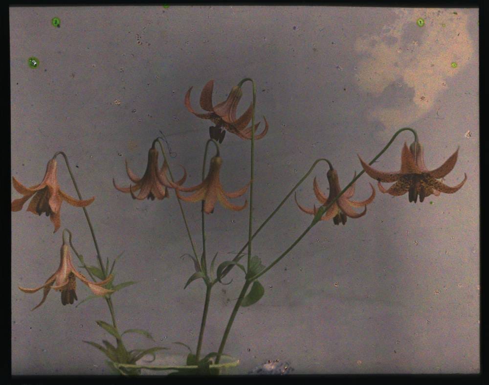 Pink lilies, color autochrome, by C.E. Wheelock (1915) (via George Eastman House)