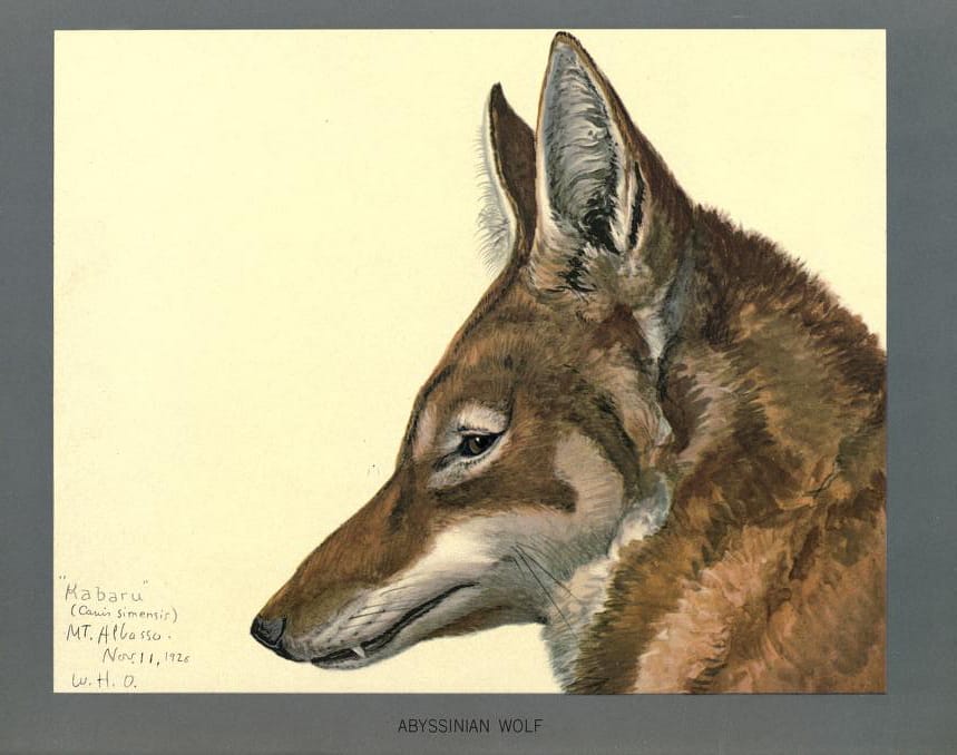  Abyssinian wolf (Canis simensis), from "Album of Abyssinian birds and mammals", illustrated by Louis Agassiz Fuertes