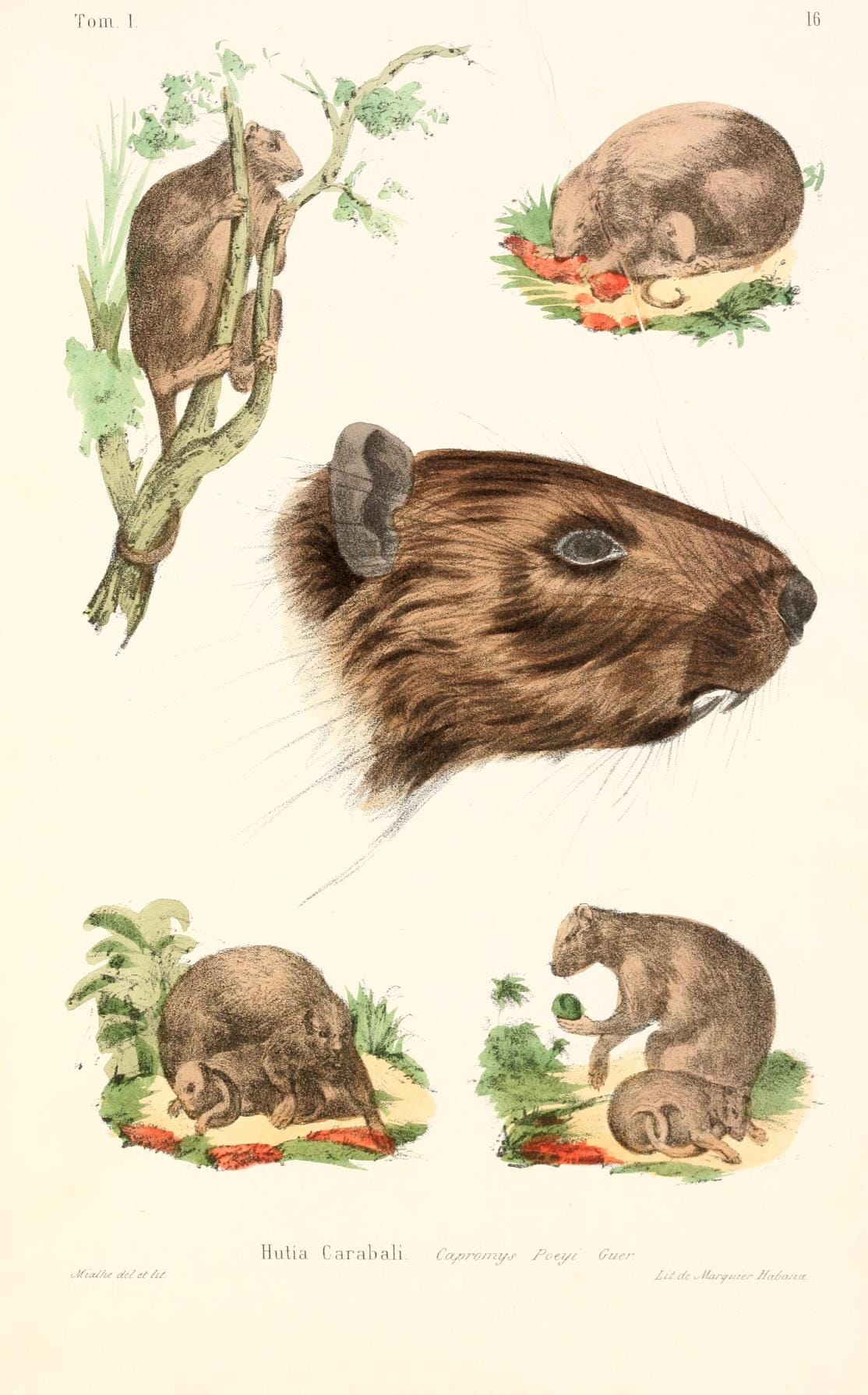 Hutia Carabali (Capromys) from "Memorias sobre la historia natural de la isla de Cuba, acompañadas de sumarios latinos y extractos en frances", written by Felipe Poey"