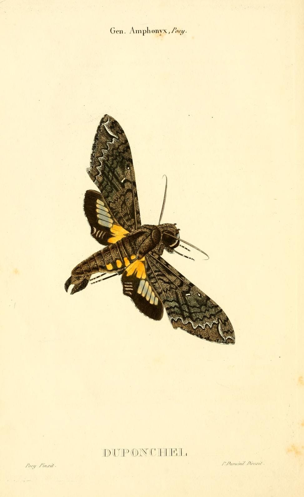 Duponchel's Sphinx (Amphonyx duponchel) from "Centurie de lépidoptères de l'île de Cuba", written by Felipe Poey