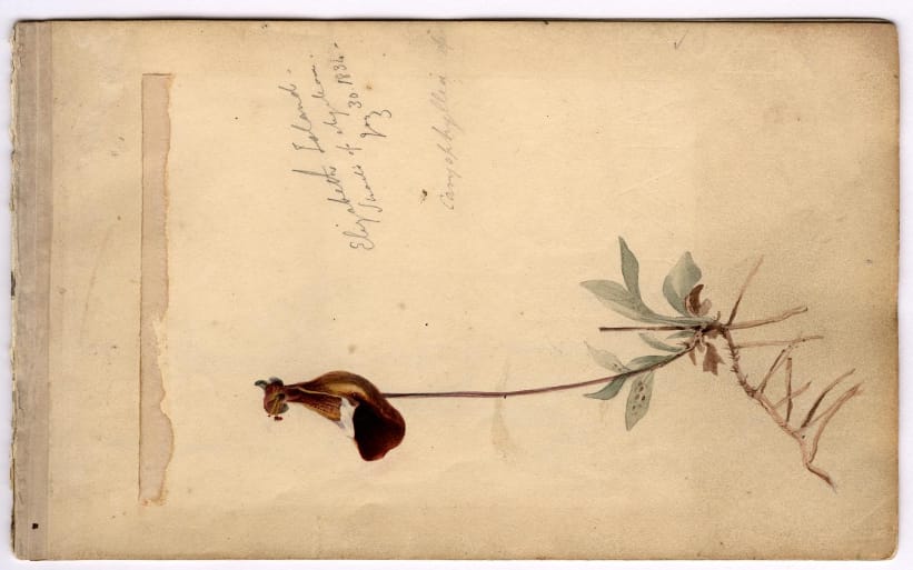 Page from Conrad Martens' Sketchbooks (1833-1835) (courtesy Cambridge University Library)