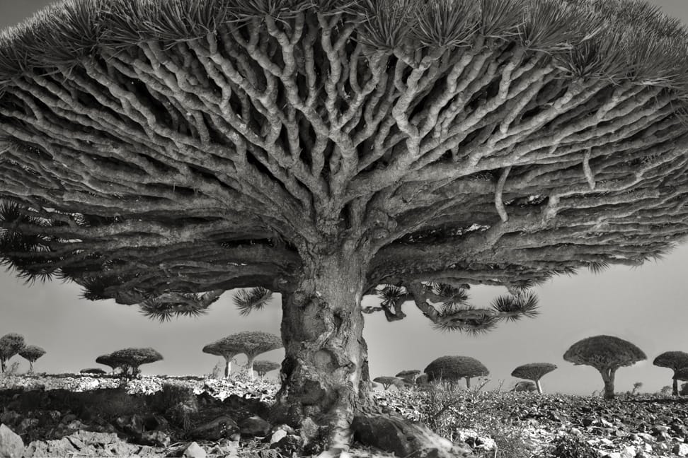 Photorapher Beth Moon spent 14 years photographing the world’s oldest trees. The images are stunning. (via Colossal)