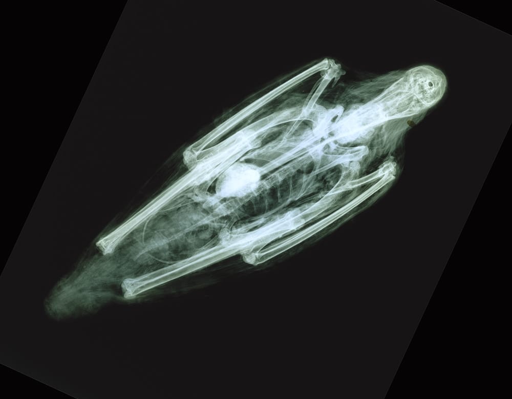 X-ray of Ibis Mummy (Brooklyn Museum, 14.651) 