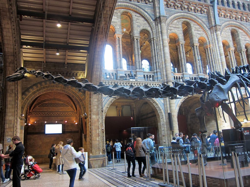 Dippy's neck extending from the hall (photograph by the author)