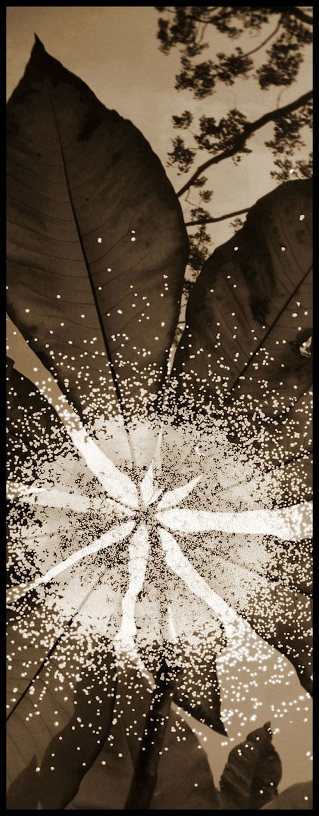 Kauffmann, Marky  Starburst