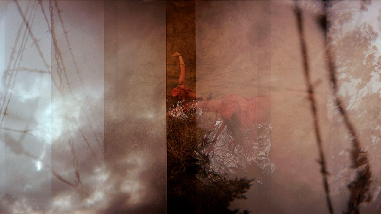 Quintan Ana Wikswo, "FIELDWORK"