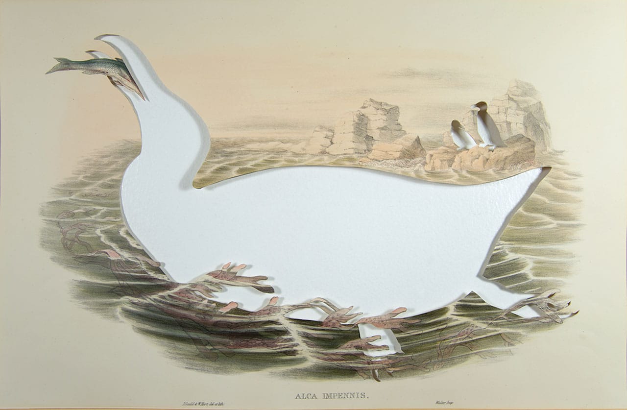 Brandon Ballengée, "RIP Great Auk: After John Gould" (1873/2014),  artist cut and burnt hand-colored lithograph “Pl. 55 Alca Impennis” drawn by John Gould and depicted on stone by H.C. Richter from 'The Birds of Great Britain,' Volume 5 published by John Gould in 1873, 13.5 x 20.5 in (photo by Michael Ahn).  The Great auk/'Pinguinus impennis' last observed in 1855. The Great auk ('Pinguinus impennis,' formerly: 'Alca Impennis') was over-hunted for food, stuffed animal collections and sport. Once thriving in the waters of the entire North Atlantic, the last pairing of the Great auk was killed in 1844 on Eldey off the coast of Iceland. 