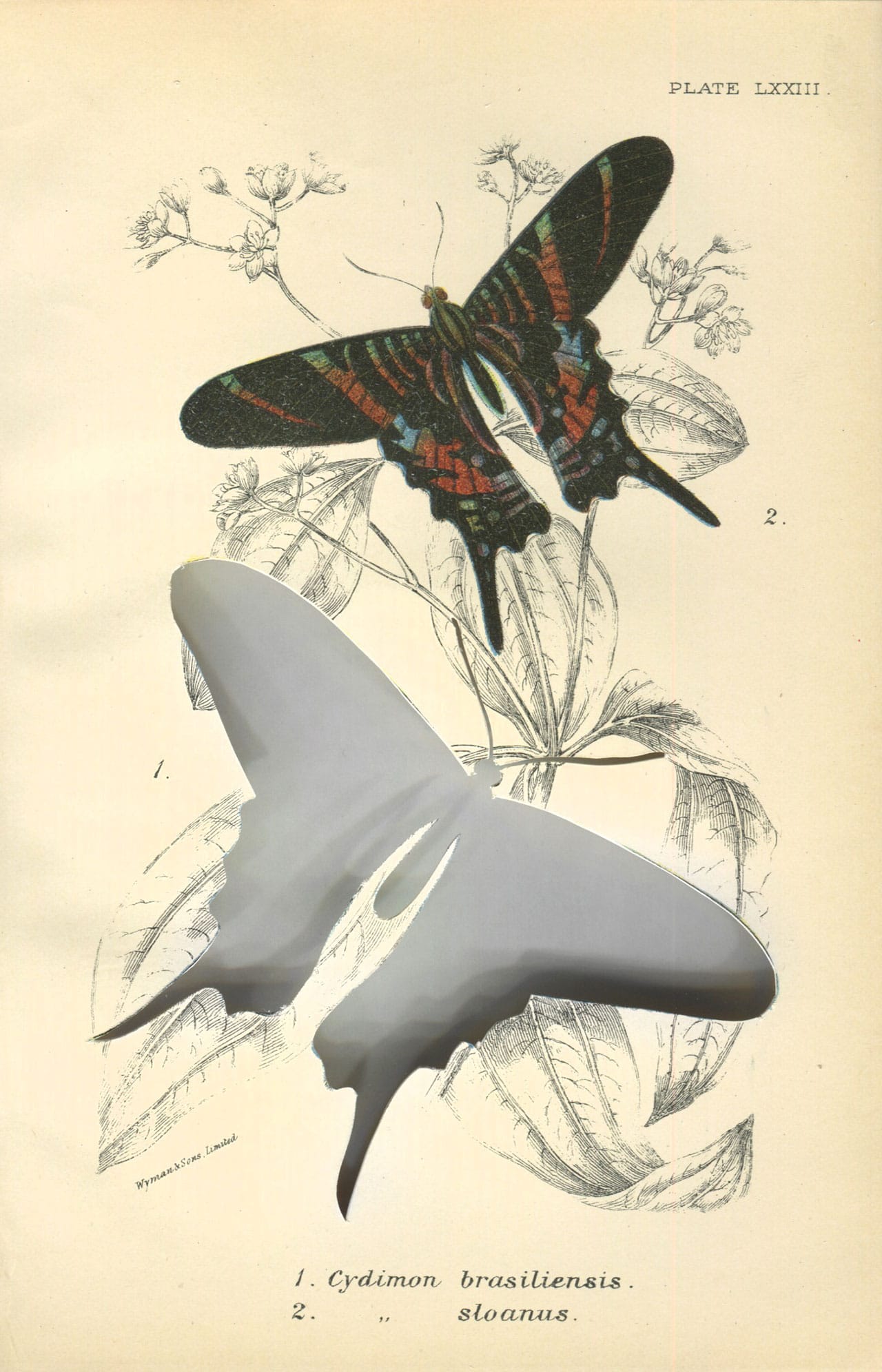 Brandon Ballengée, "RIP Sloane’s Urania Butterfly: After W.F. Kirby" (1897/2014), artist cut and burnt print hand colored stone lithograph “Plate LXXIII 1. 'Cydimon brasiliensis' 2. 'Cydimon sloanus'” from 'A Handbook to the Order Lepidoptera' by W.F. Kirby published in 1897, 7.5 x 4.75 in. The Sloane’s urania ('Urania sloanus,' formerly: 'Cydimon sloanus') went extinct from their native habitat of Jamaica in 1895. 