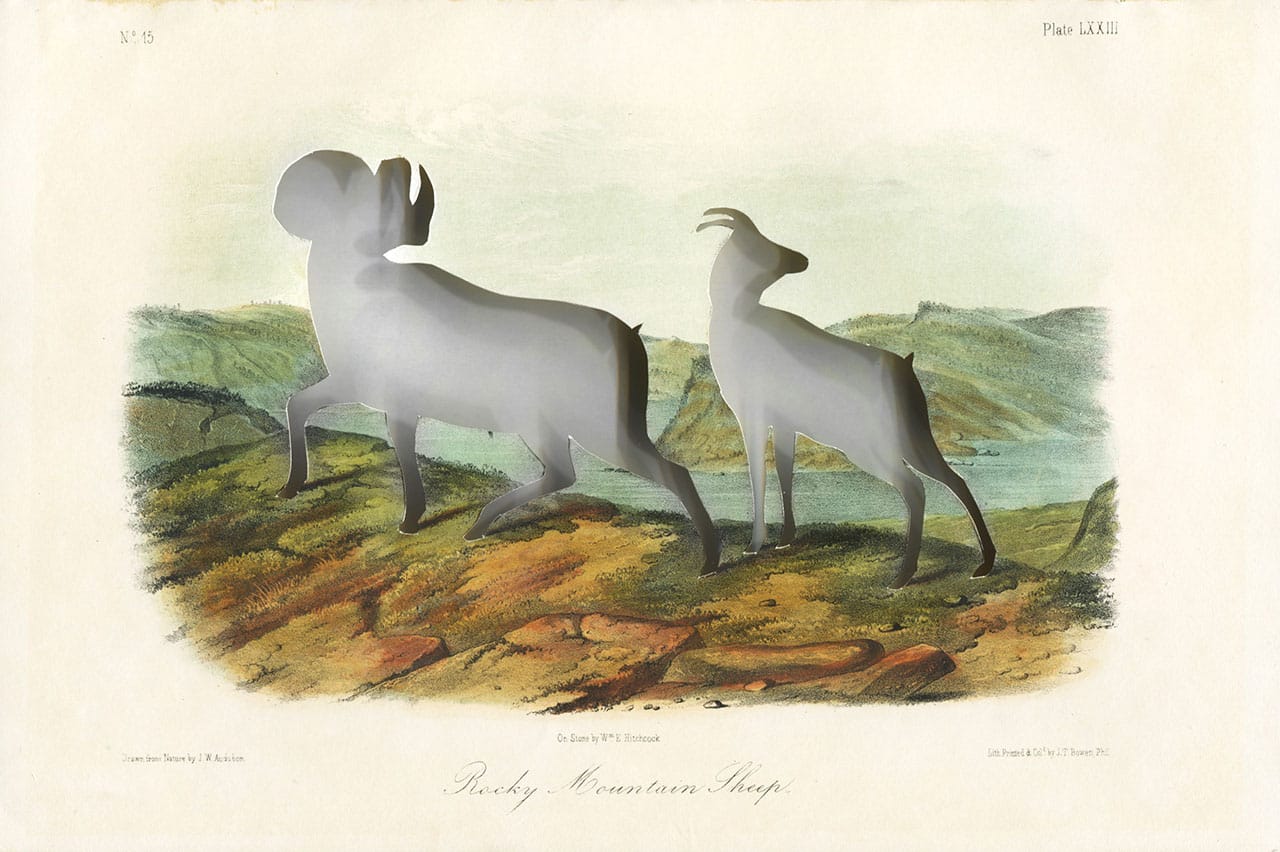 Brandon Ballengée, "RIP Audubon’s Bighorn Sheep: After John Woodhouse Audubon" (1849/2014), artist cut and burnt print hand colored stone lithograph “No.15 Plate LXXIII Rocky Mountain Sheep” from 'Viviparous Quadrupeds of North America' by John James Audubon and John Bachman, drawn from nature by John Woodhouse Audubon, depicted onto stone by William E. Hitchcock, Octavo Edition printed and hand colored by J. T. Bowen published in 1849, 7 x 10.25 in. The Aududon’s or Badlands bighorn sheep ('Ovis canadensis auduboni') inhabited a range that included parts of the Rockies, Montana, Nebraska and the Dakotas. Believed to have been overhunted, it lost its habitat to the related Rocky Mountain Bighorn. 