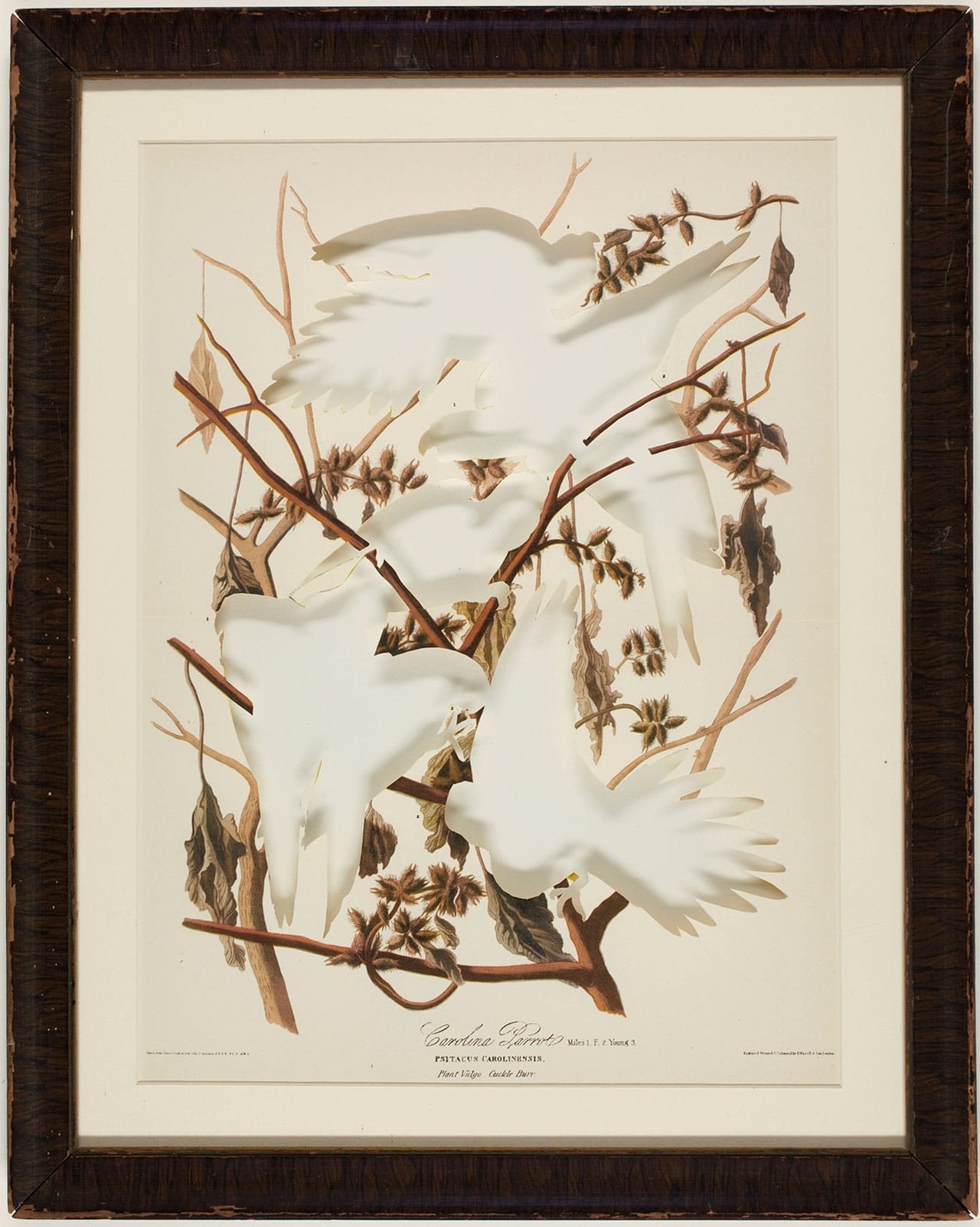 Brandon Ballengée, "RIP Carolina Parakeet: After John James Audubon" (1940/2009), artist-cut print from 'Audubon's America: The Narratives and Experiences of John James Audubon,' edited by Donald C. Peatie, published in 1940, 14 x 11 in. The Carolina parakeet ('Conuropsis carolinensis') was last observed (shot) in the wild in 1904, the last remaining member of this species died in captivity in 1918. This wide-spread North American species was hunted intensely as food source and because of it’s brightly colored feathers. Additionally much of its breeding habitats were lost to agriculture and other developments.  (photo by David W. Coulter)