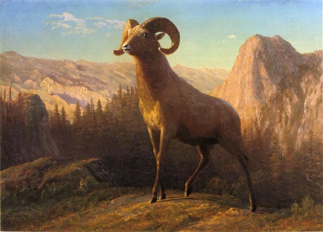 Albert Bierstadt, "A Rocky Mountain Sheep, Ovis, Montana" (circa 1879) (image via Wikimedia Commons)