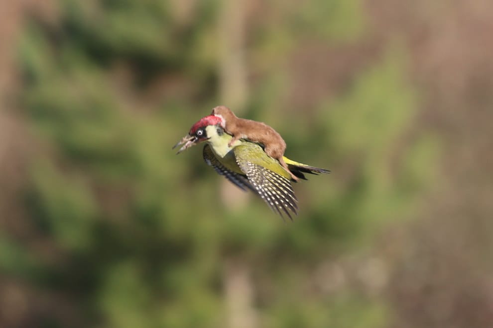 Amateur photographer Martin Le-May captured this image of a weasel attacking a woodpeaker, and it set the internet alit. (via Buzzfeed)