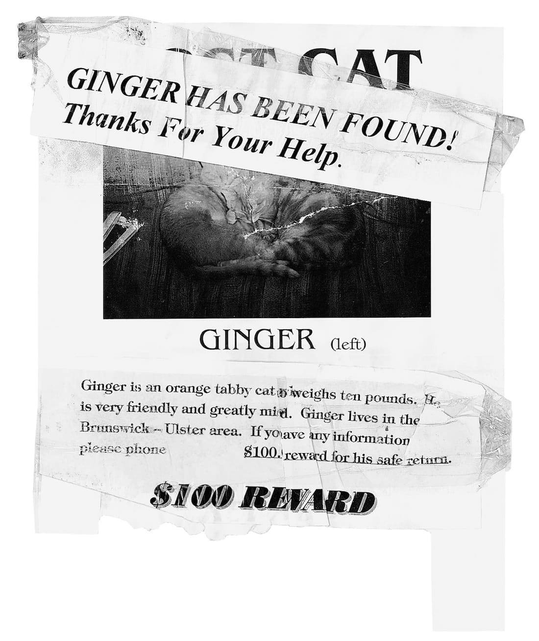 'Lost: Lost and Found Pet Posters from Around the World' by Ian Phillips (courtesy Princeton Architectural Press, 2015)