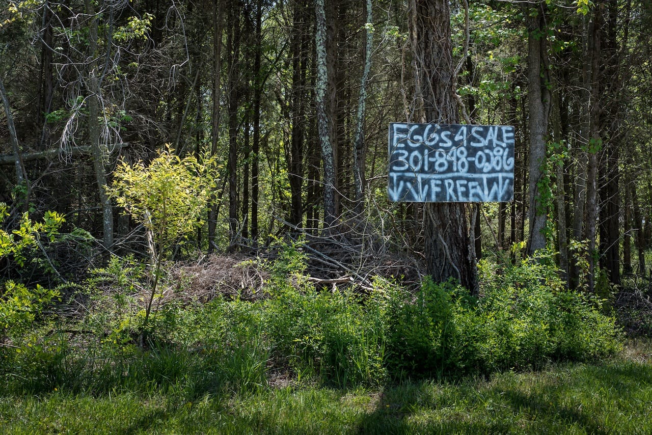 Egg's 4 Sale, Pine Thicket, Bel Anton, MD 2013