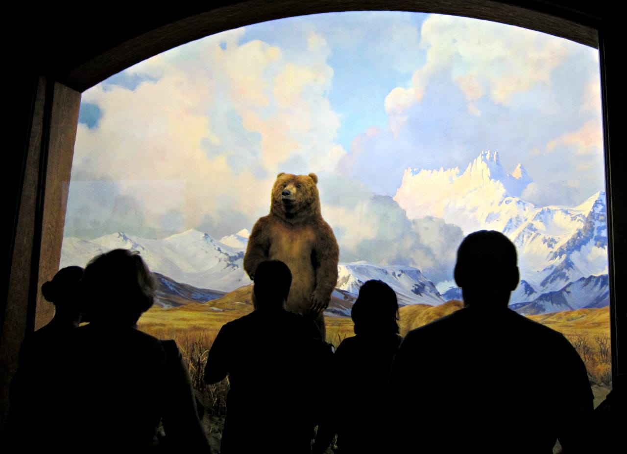 Viewing a grizzly bear at the American Museum of Natural History in New York (photo by the author for Hyperallergic)
