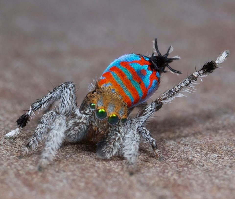 Two new species of peacock spiders have been discovered in southeast Queensland, Australia, including this one with vivid reds and blues. This one is nicknamed "Sparklemuffin." This image was taken by Jürgen Otto, an entomologist who specializes in photographing spiders. (image via Colossal, My Modern Met) 