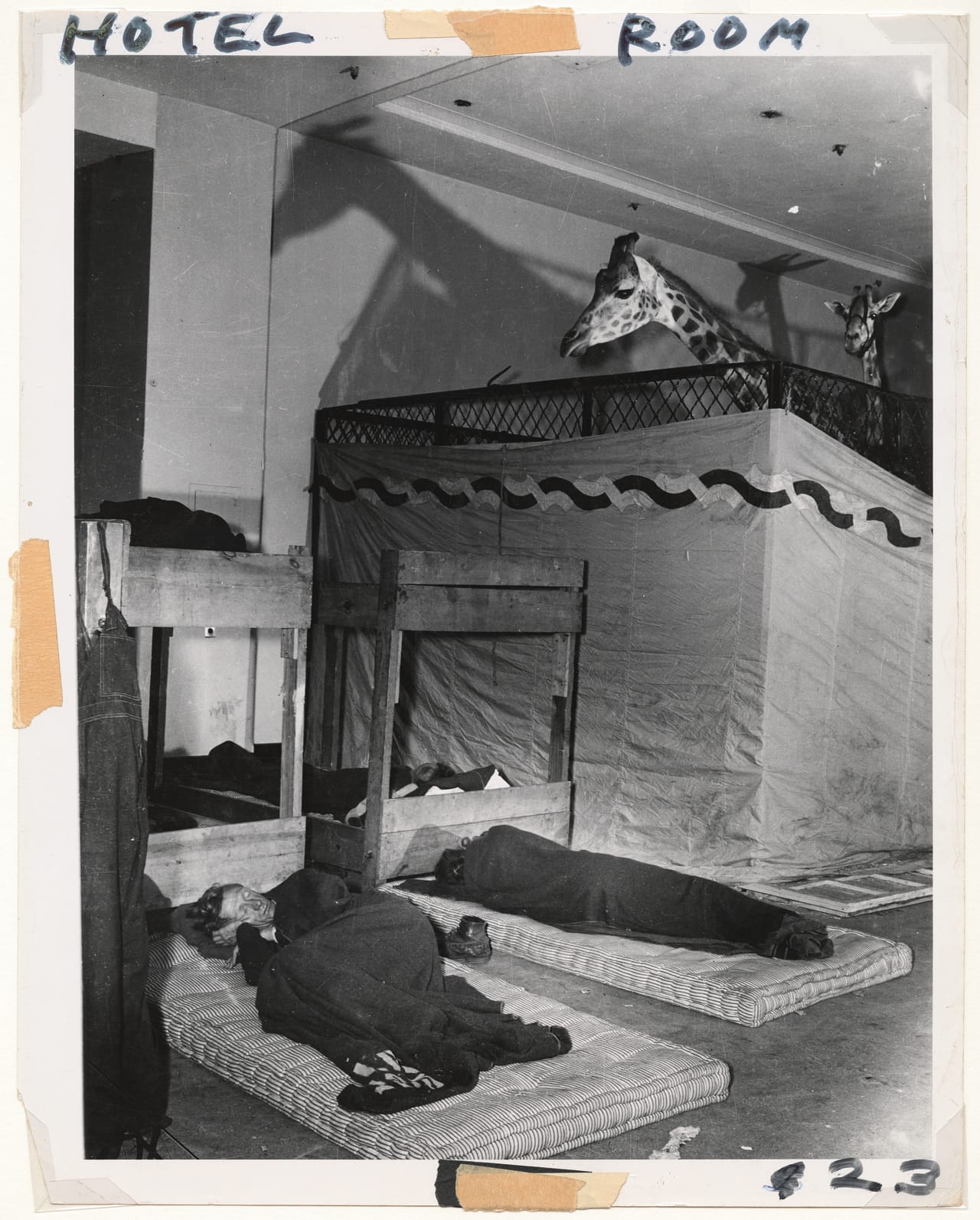 Caretakers & giraffes at Madison Square Garden (1958)