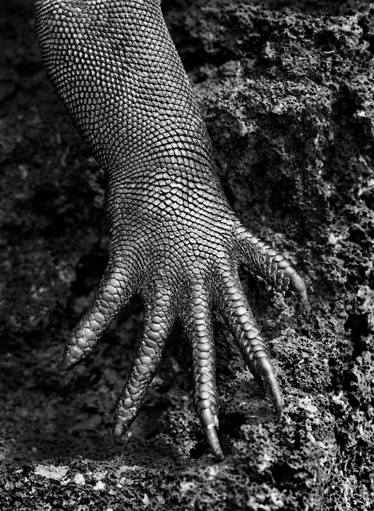 Photo by Sebastião Salgado, Courtesy of © Sebastião Salgado/ Amazonas Images/ Sony Pictures Classics