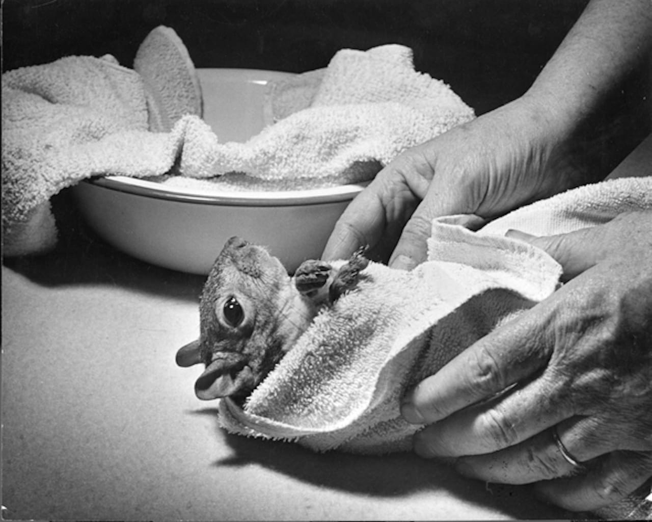 Squirrel, Tommy [Tucker) being dried off after taking a bath.