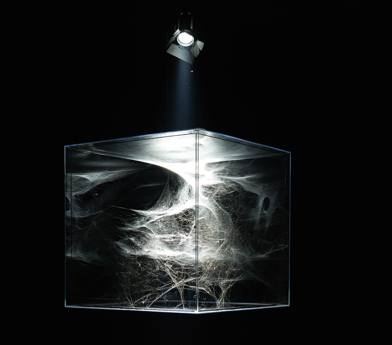 Tomas Saraceno, "Hybrid semi-social solitary musical instrument Arp87: built by a couple of Cyrtophora citricola - one month - one Agelena labirintica - two months - one Cyrtophora moluccensis - two weeks - and one Tegenria domestica - 4 months- (turned 4 times 180 degrees on Z axis)" (2015) (image courtesy of Tanya Bonakdar Gallery)