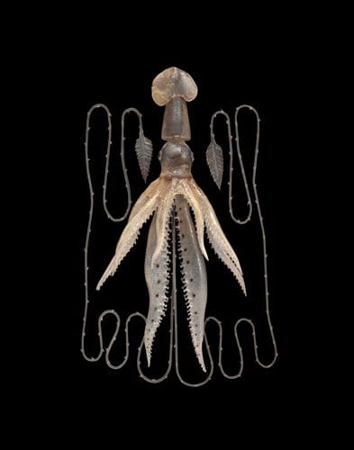 Loligopsis Veranii Specimen of Blaschka Marine Life Blaschka, Leopold; Blaschka, Rudolf Germany, Dresden 1885  Glass, Paint, Metal Wire, Resin Overall L: 24 cm, W: 15 cm Lent by Cornell University, Department of Ecology and Evolutionary Biology, Blaschka Nr. 564 