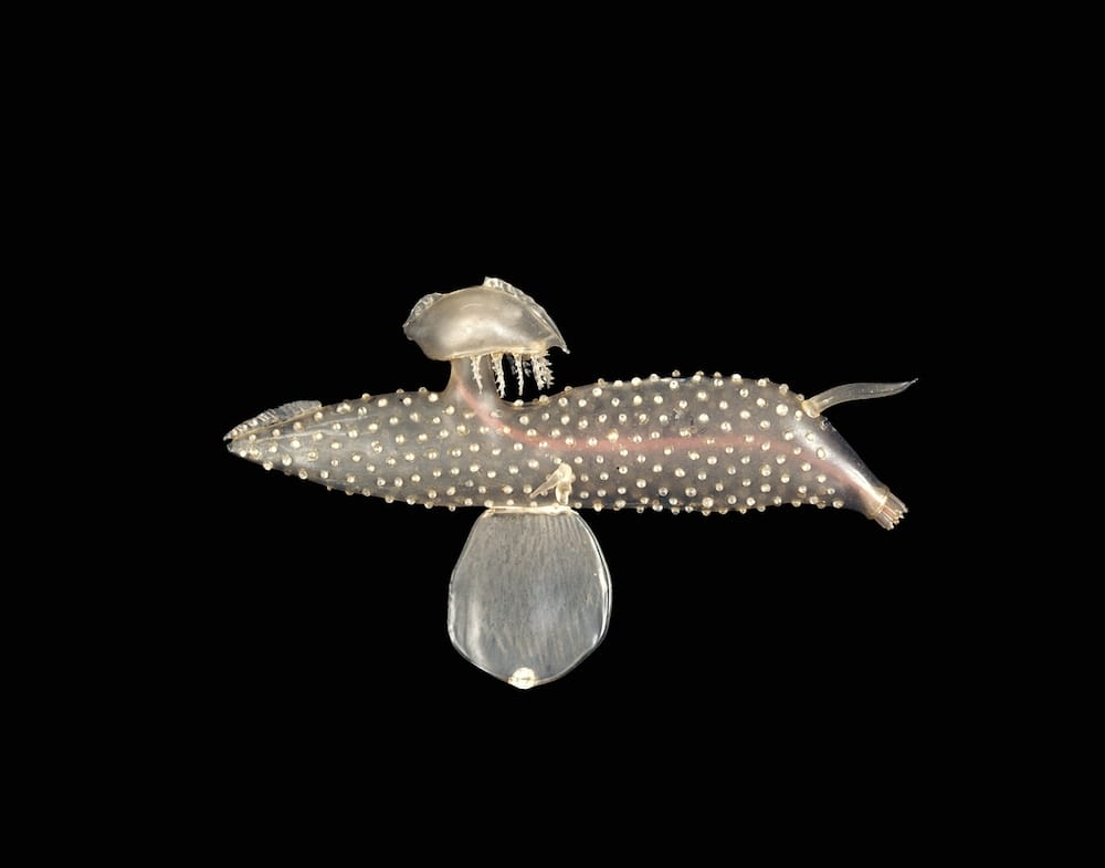 Carinaria mediterranea Specimen of Blaschka Marine Life Blaschka, Leopold; Blaschka, Rudolf Germany, Dresden 1885 Glass, Paint, Metal Wire, Resin Flameworked, painted, applied Overall (card): W: 21.7 cm ,D: 17.2 cm; Overall (approx.): H: 2.2 cm, W: 14.7 cm, D: 8.7 cm Lent by Cornell University, Department of Ecology and Evolutionary Biology, Blaschka Nr. 546