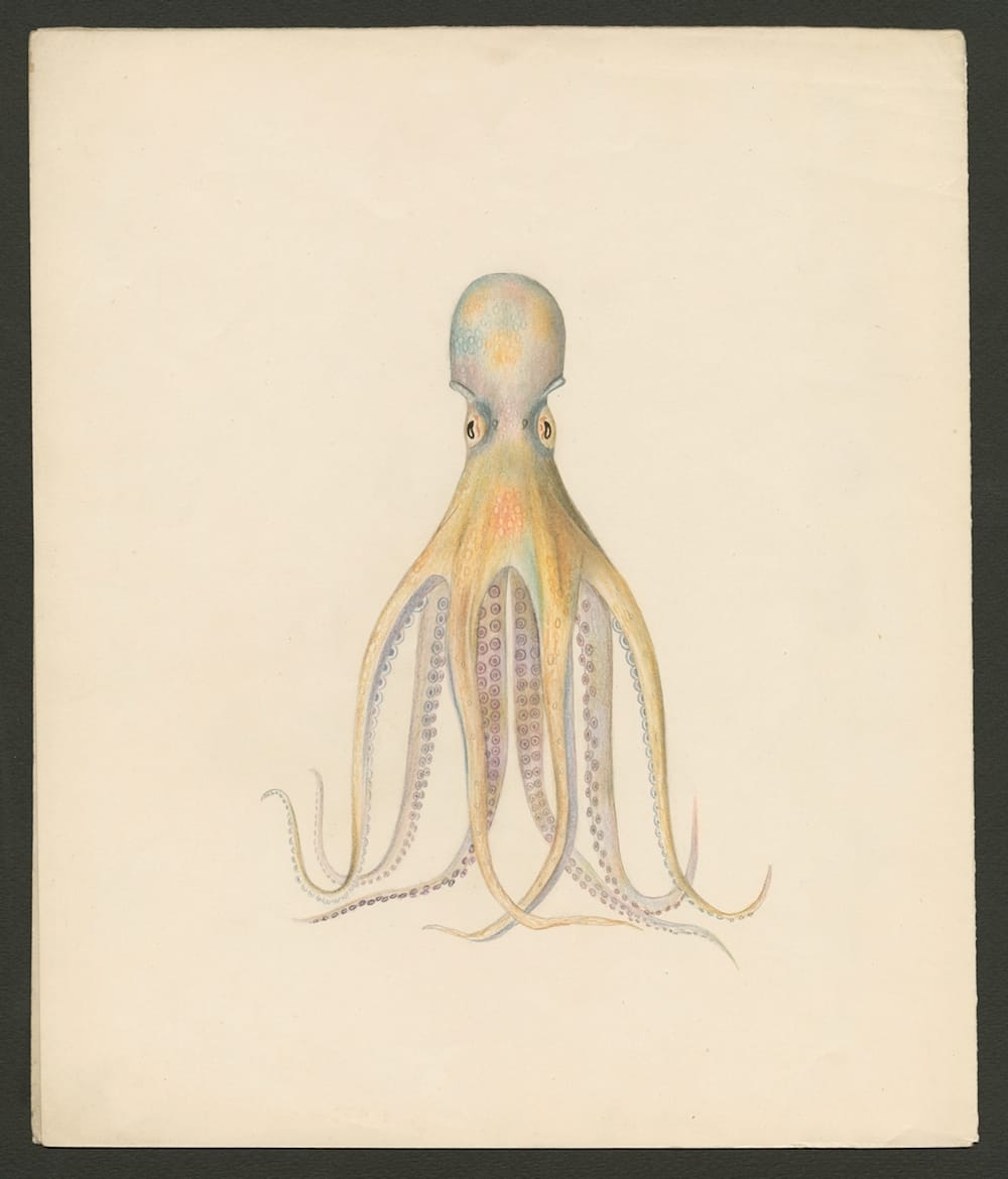 A model of No. 573 will be in the exhibit. Design Drawing, probably of Octopus Salutii (Blaschka Nr. 573) Blaschka, Leopold; Blaschka, Rudolf 1863-1890 Ink, watercolor on paper  39 x 33 cm