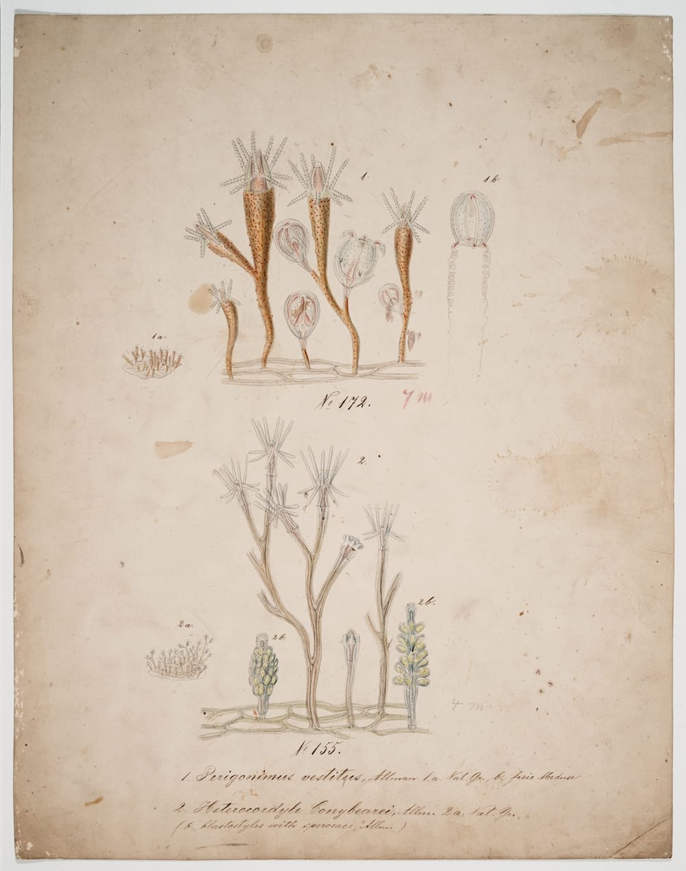 A model of No. 172 (pictured, top) will be in the exhibit Design Drawing of Perigonimus vestitus (Blaschka Nr. 172) and Heterocordyle conybearei (Blaschka Nr. 155) Blaschka, Leopold; Blaschka, Rudolf 1863-1890 Ink, pencil, colored pencil, watercolor on paper  41 x 33 cm