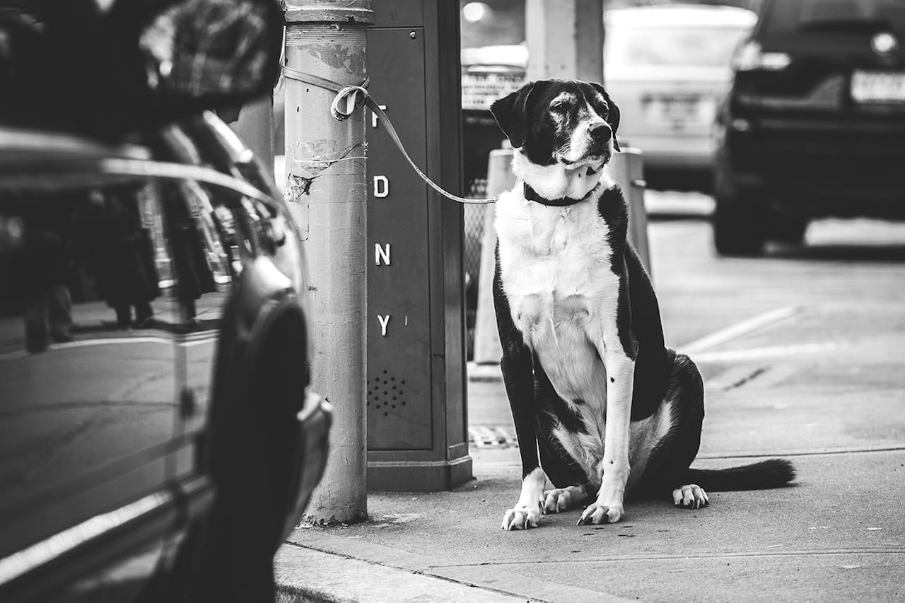 Dog in Brooklyn Heights