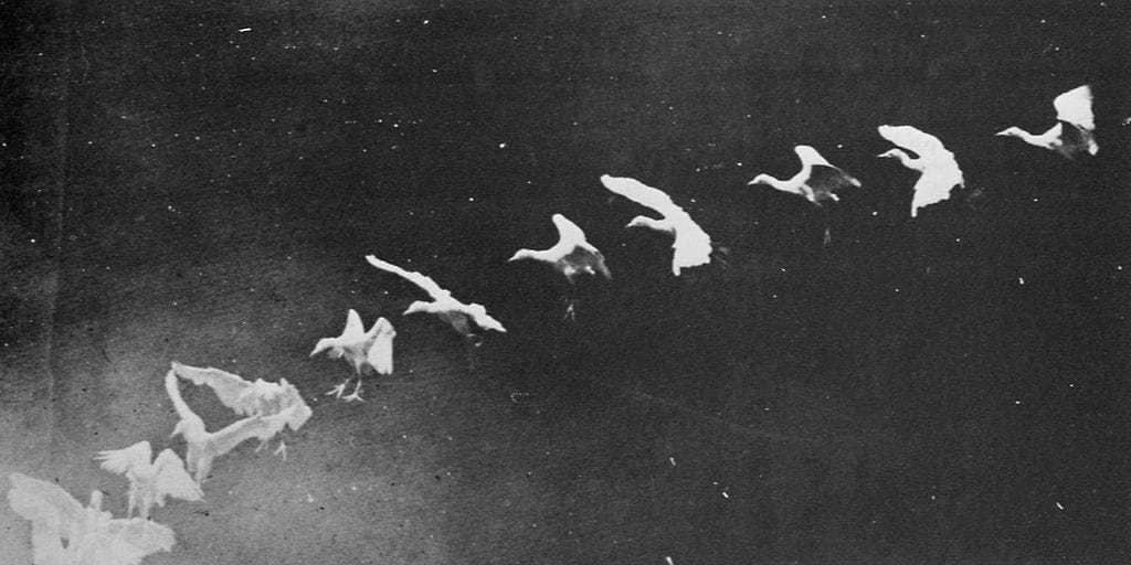 Flapping herons (1886), photographed by Étienne-Jules Marey (via Wikimedia)