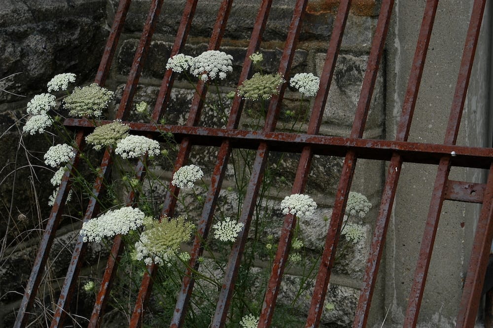 Queen Anne's Lace growing behind bars at Eastern State Penitentiary (photo by Greg Cowper)