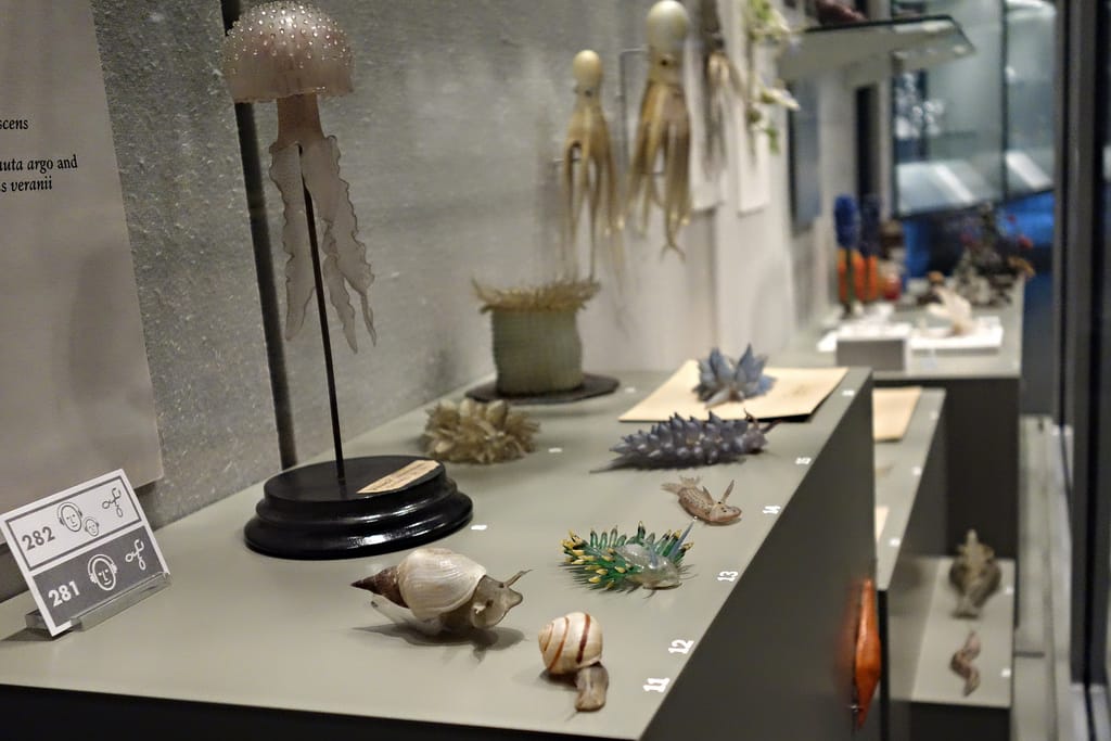Leopold and Rudolf Blaschka glass specimens at the Corning Museum of Glass