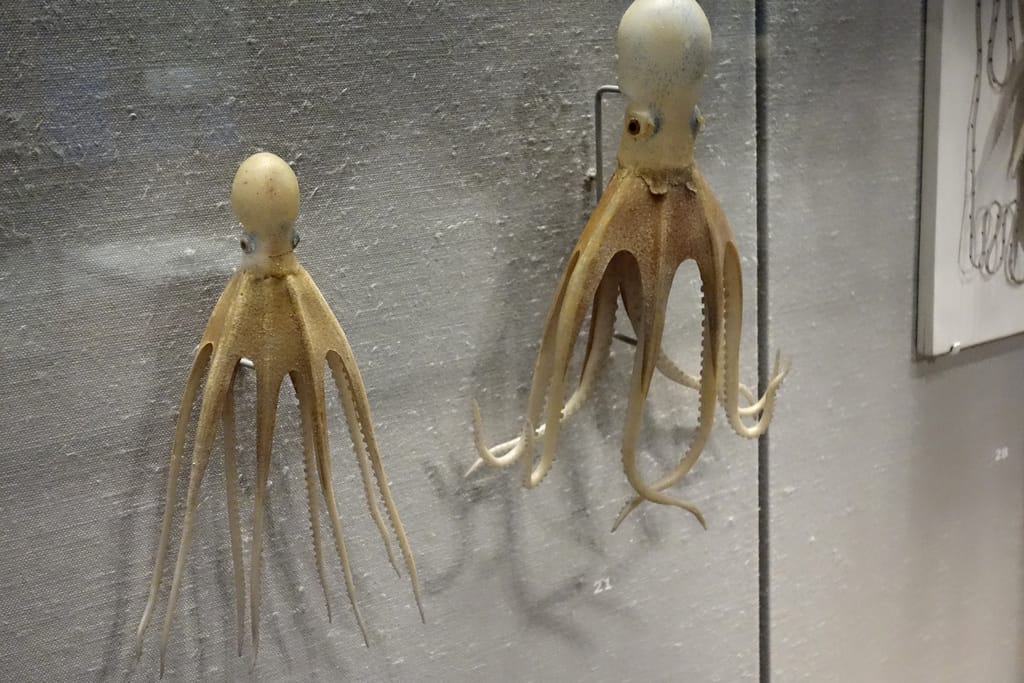 Leopold and Rudolf Blaschka glass specimens at the Corning Museum of Glass